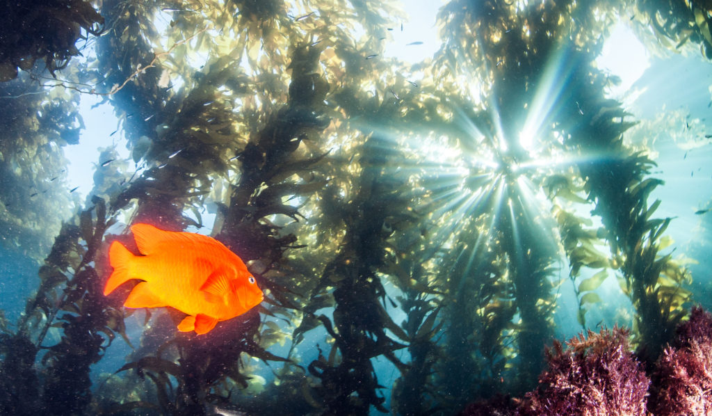 A bright orange garibaldi swimming through a sunlit kelp forest off Catalina Island.