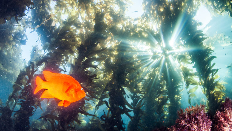 A bright orange garibaldi swimming through a sunlit kelp forest off Catalina Island.